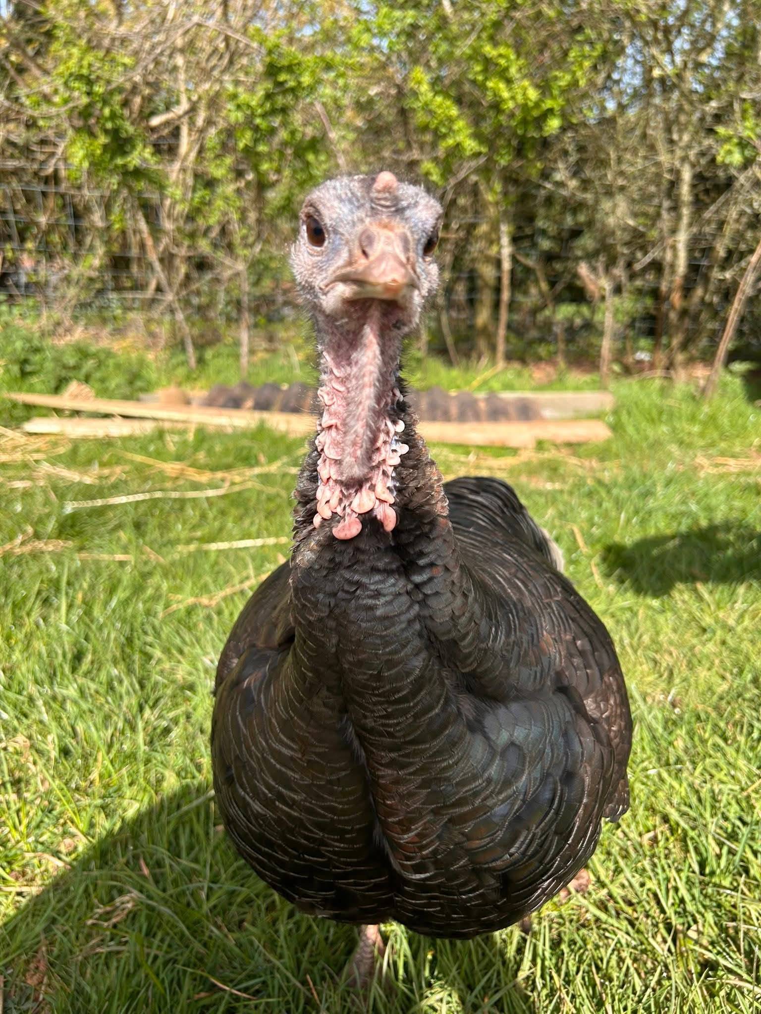 Photo of Briony the Turkey