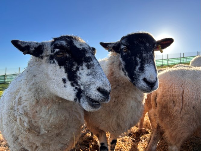 Photo of Burt the Sheep