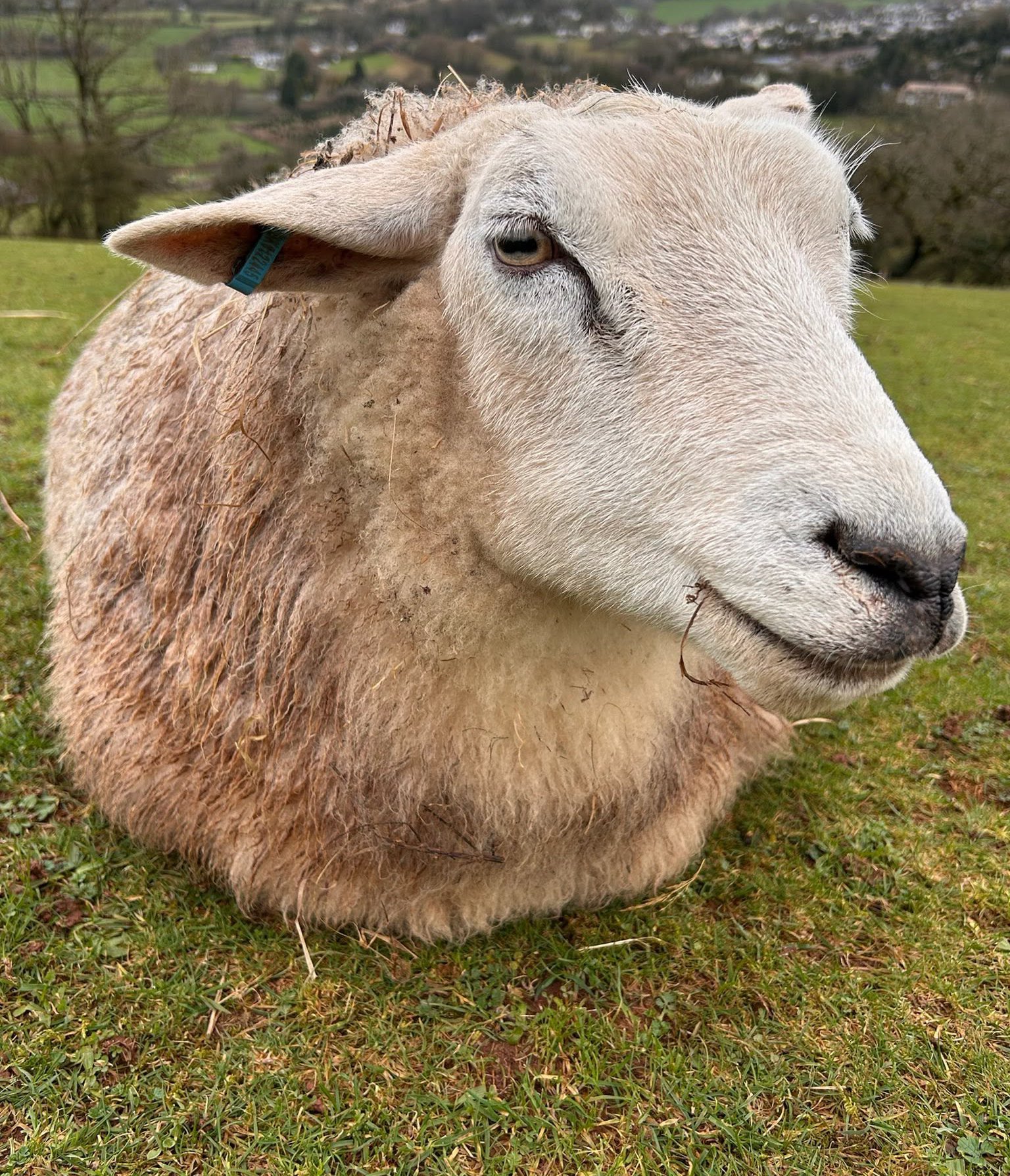 Photo of Cloud the Sheep