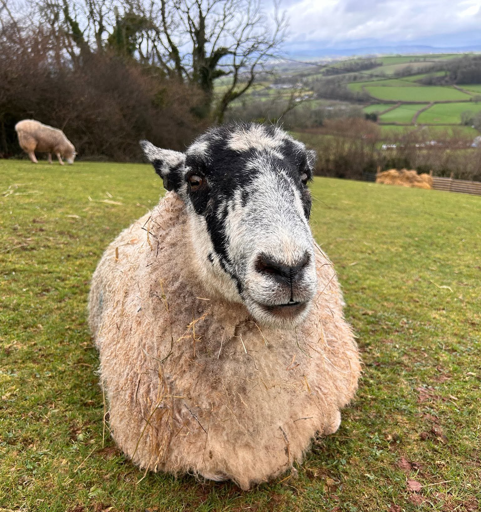 Photo of Dotty the Sheep