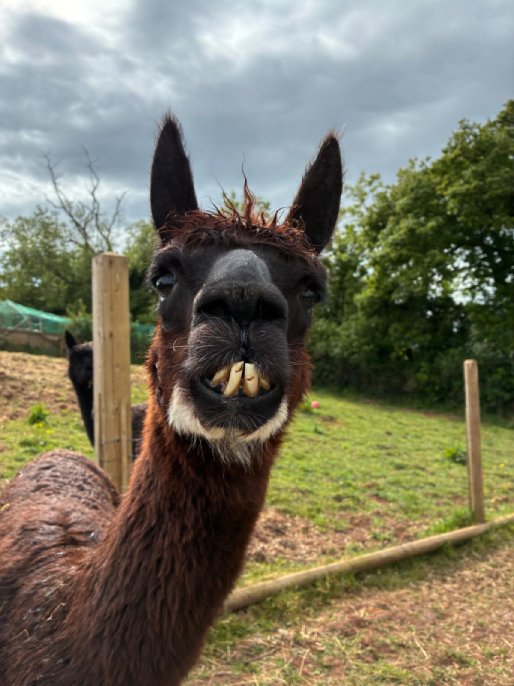 Photo of George the Alpaca