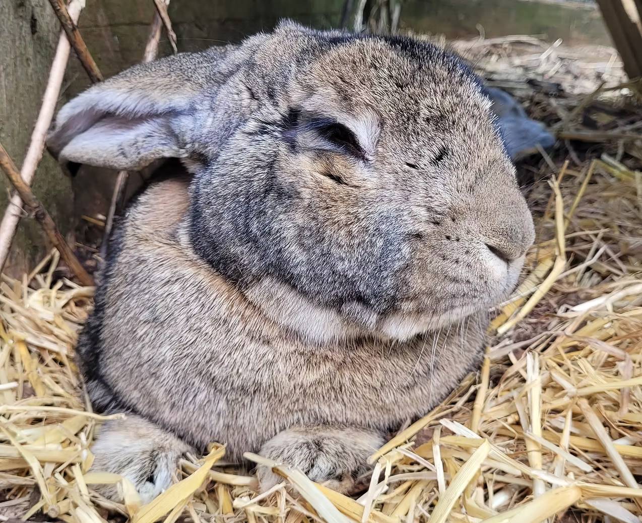 Photo of Herbie the Rabbit