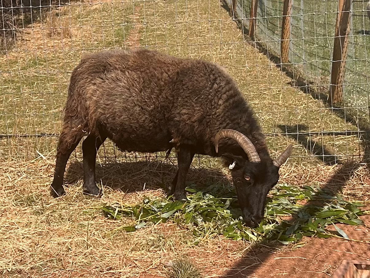 Photo of Louise the Sheep