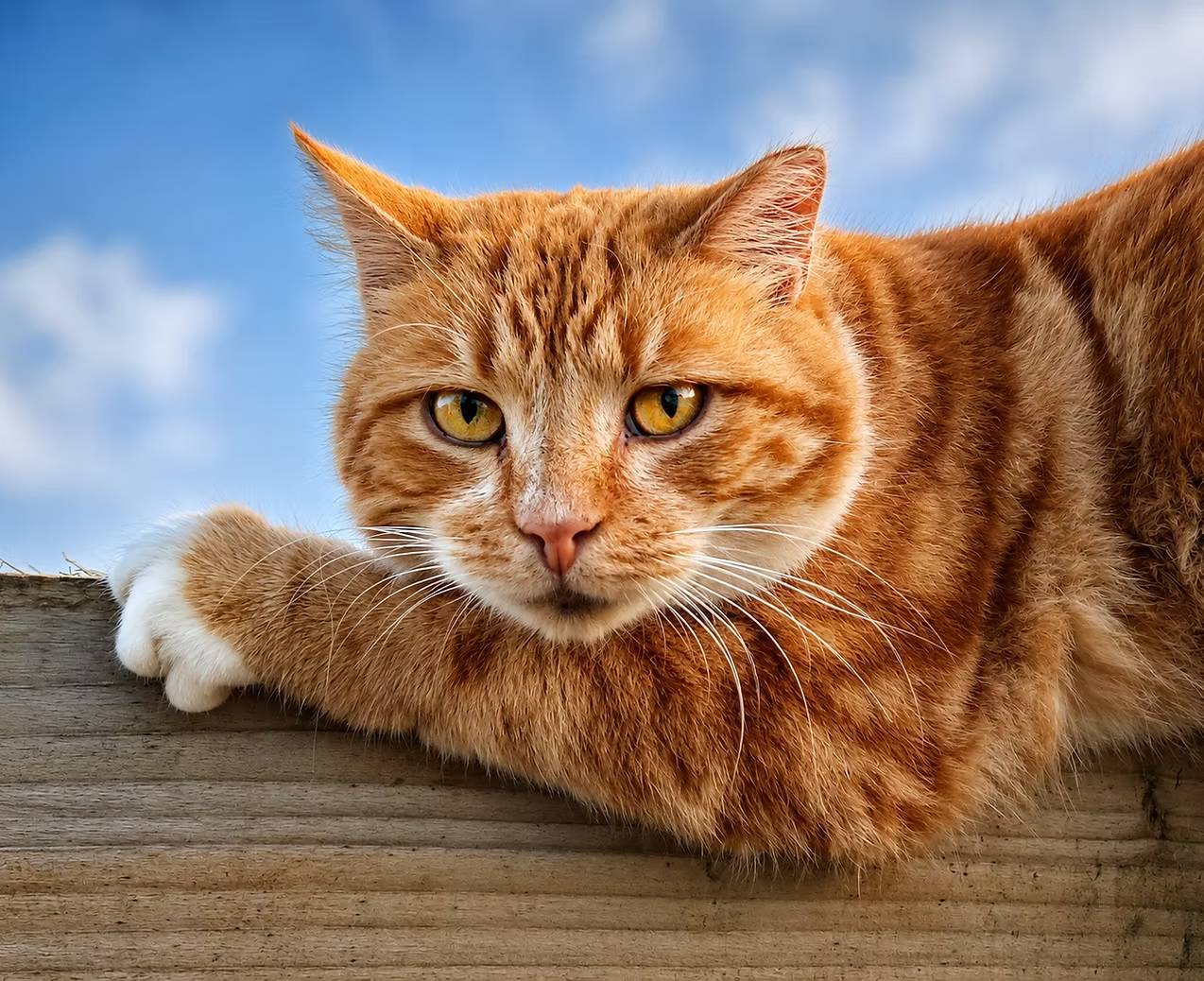 Photo of Mikey the Cat