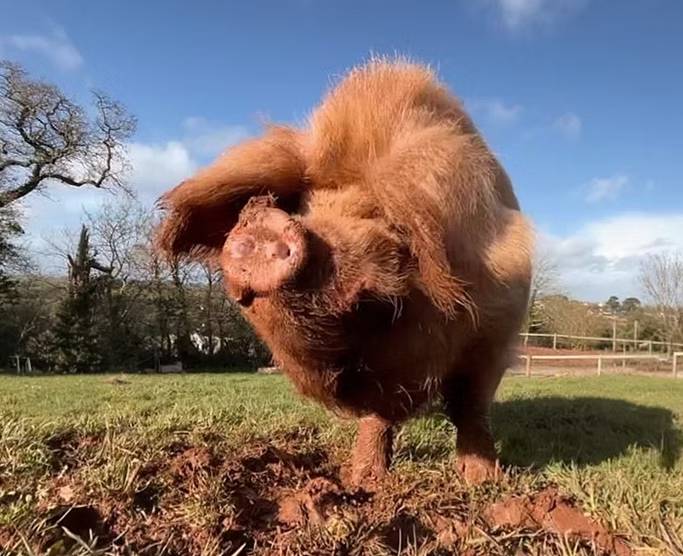 Photo of Mustard the Pig