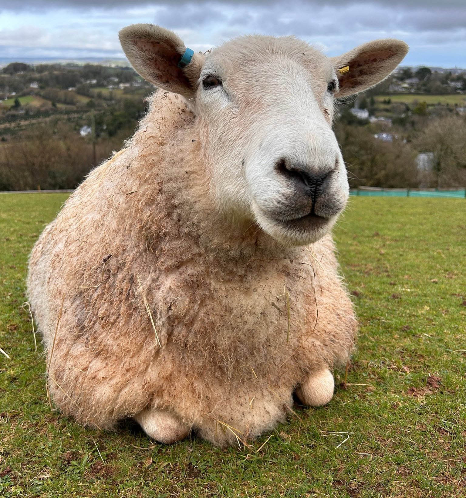 Photo of Nora the Sheep