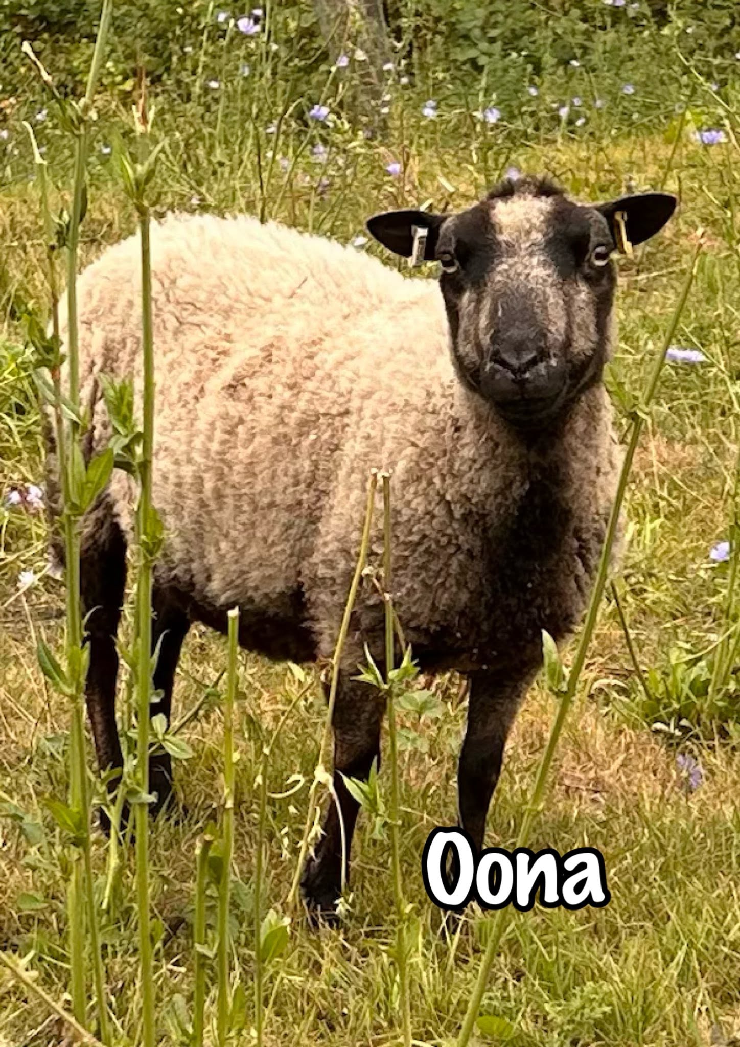 Photo of Oona the Sheep
