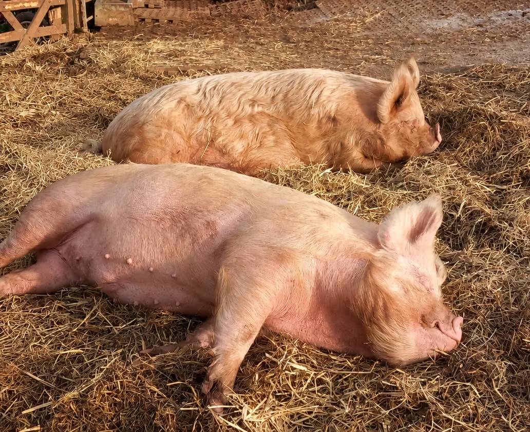 Photo of Pinky the Pig