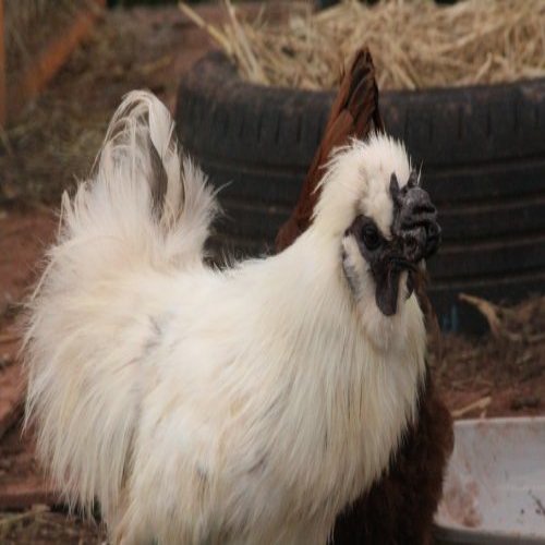Photo of Pip the Chicken