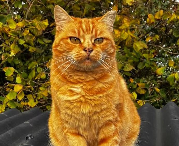 Photo of Pumpkin the Cat