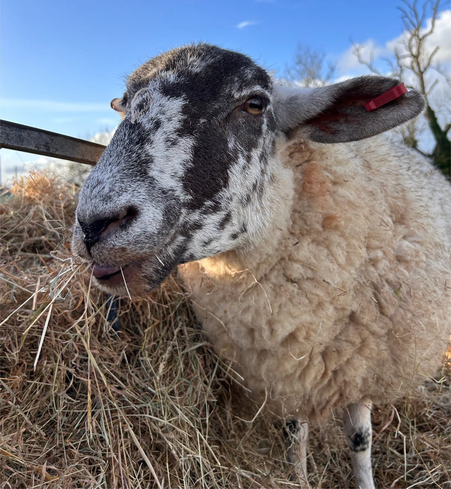 Photo of Willow the Sheep