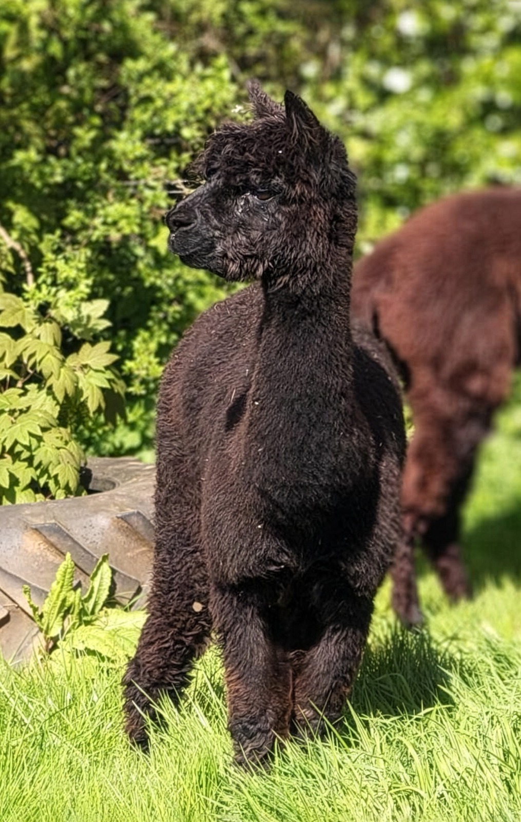 Photo of Alpaca JC