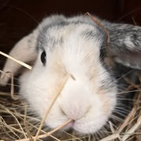 Photo of a rabbit