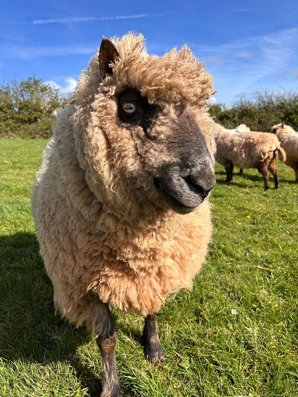 Photo of one of the sheep