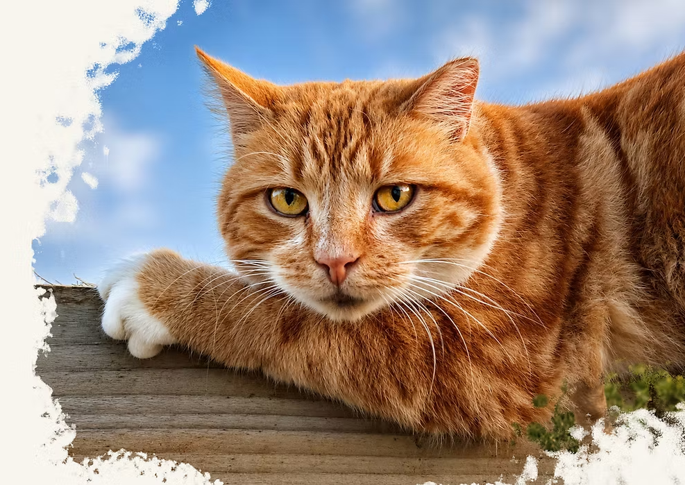 Photo of Mikey the cat